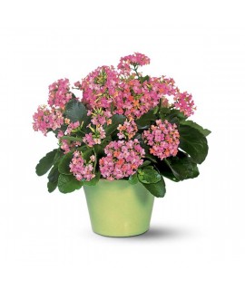 Pink Kalanchoe